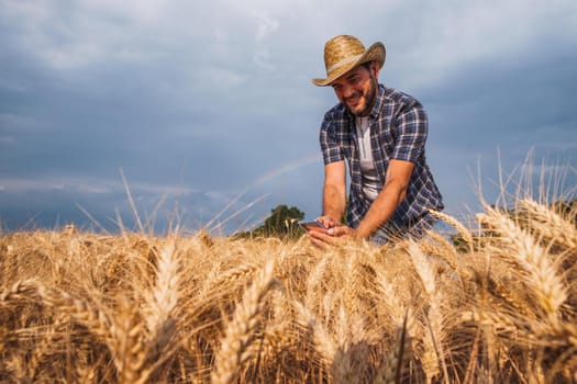 Happy farmer is examining grain crops before harvesting.