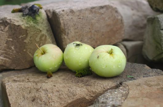 Three green apples on the stones in the garden