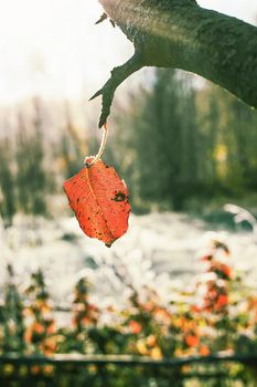 Colorful leaves outdoors in countryside. Autumn nature seasonal details