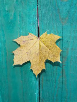 Yellow maple leaf on wooden background outdoors