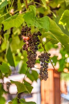 Fascicle red grape growing among the leaves. Vine branch with racemules of red grape