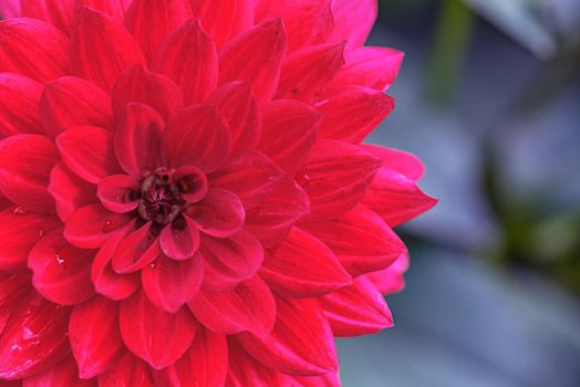 Macro photo of deep red dahlia flower head close up in the garden