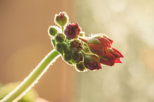 Red geranium flower in sunrise light on blurred background