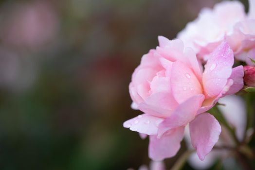 Close up of beauty pink rose with glossy waterdrops isolated on black background in the garden