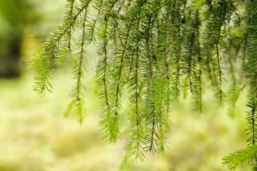 Green branches of an evergreen trees with needles hanging down