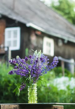 Bouquet of summer flowers on rural house background outdoors. Large-leaved or Bigleaf Lupine purple flowers. Lupinus polyphyllus plants.