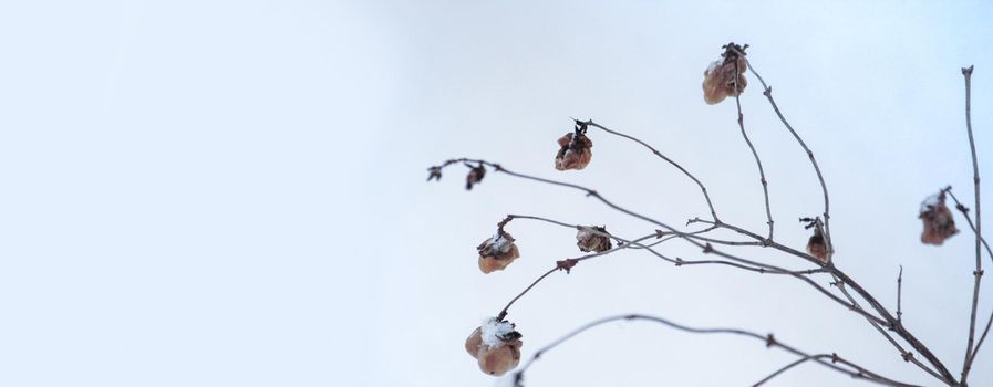 Plants in snow outdoors. Meadow in wintertime.