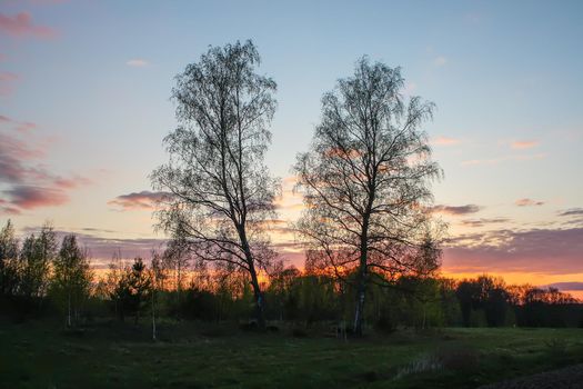 Spring landscape in the countryside. Beautiful sunset in april. Two birch trees in a field.