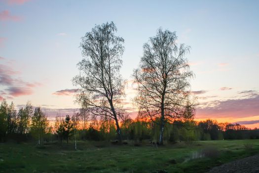 Spring landscape in the countryside. Beautiful sunset in april. Two birch trees in a field.