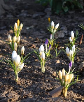 Crocus flowers in sunlight growing in a spring garden outdoors