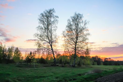 Spring landscape in the countryside. Beautiful sunset in april. Two birch trees in a field.